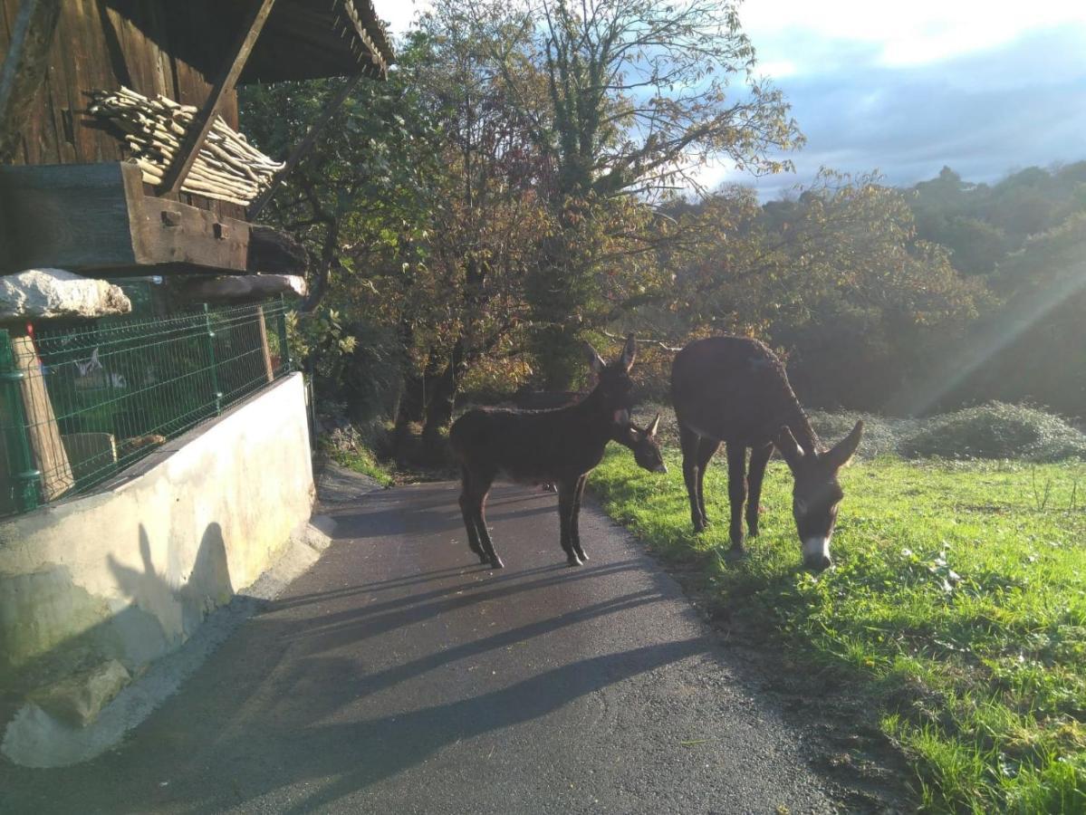 Casa Pepin - Sagasta Rural Oviedo Guest House Ngoại thất bức ảnh