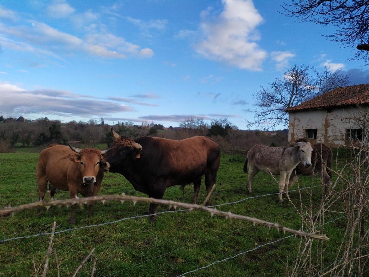 Casa Pepin - Sagasta Rural Oviedo Guest House Ngoại thất bức ảnh